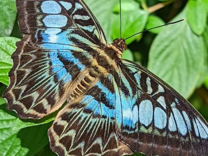 Houston Has a Hidden Butterfly Paradise You Probably Haven’t Seen Yet
