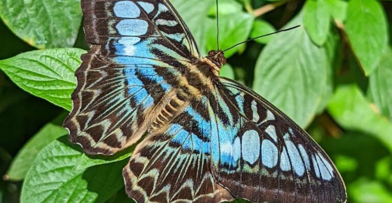 Houston Has a Hidden Butterfly Paradise You Probably Haven’t Seen Yet