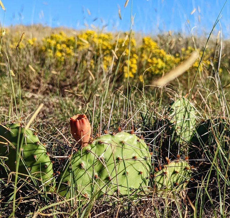 Small Things That Make the Landscape Feel Alive