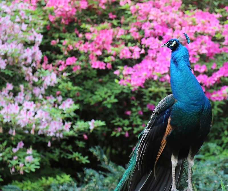 Peacocks on Parade