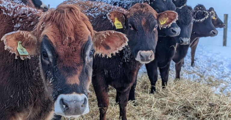 Inside the 500-Acre New Jersey Farm Behind Some of the State’s Best Raw Milk Cheese