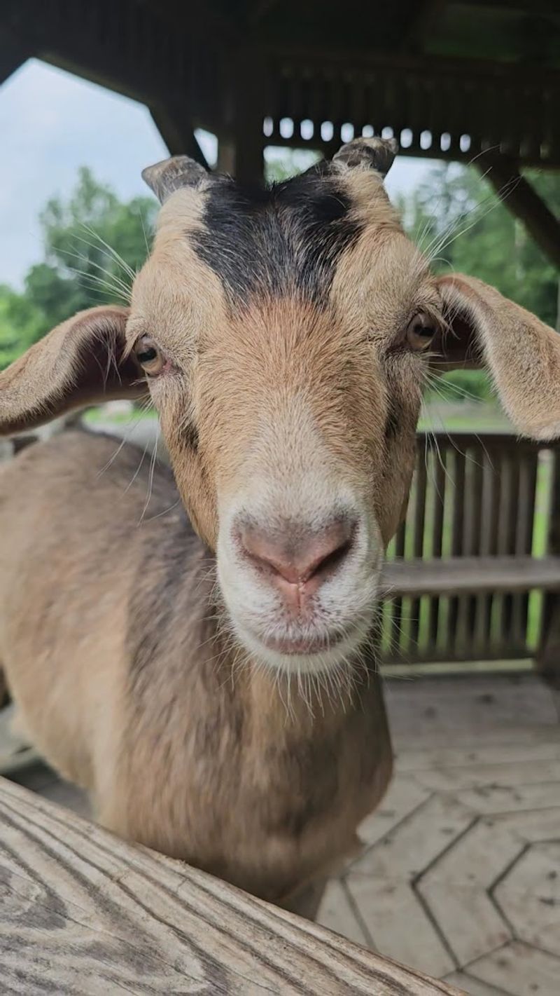 Goat Time, Zero Rush