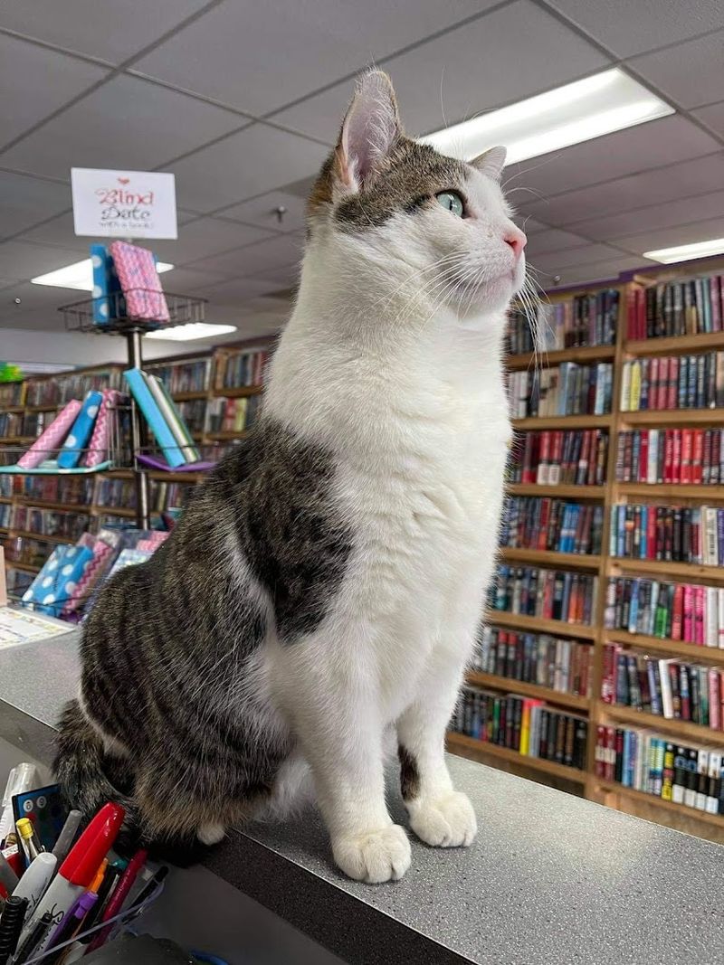 Meet Noah, The Resident Bookstore Cat