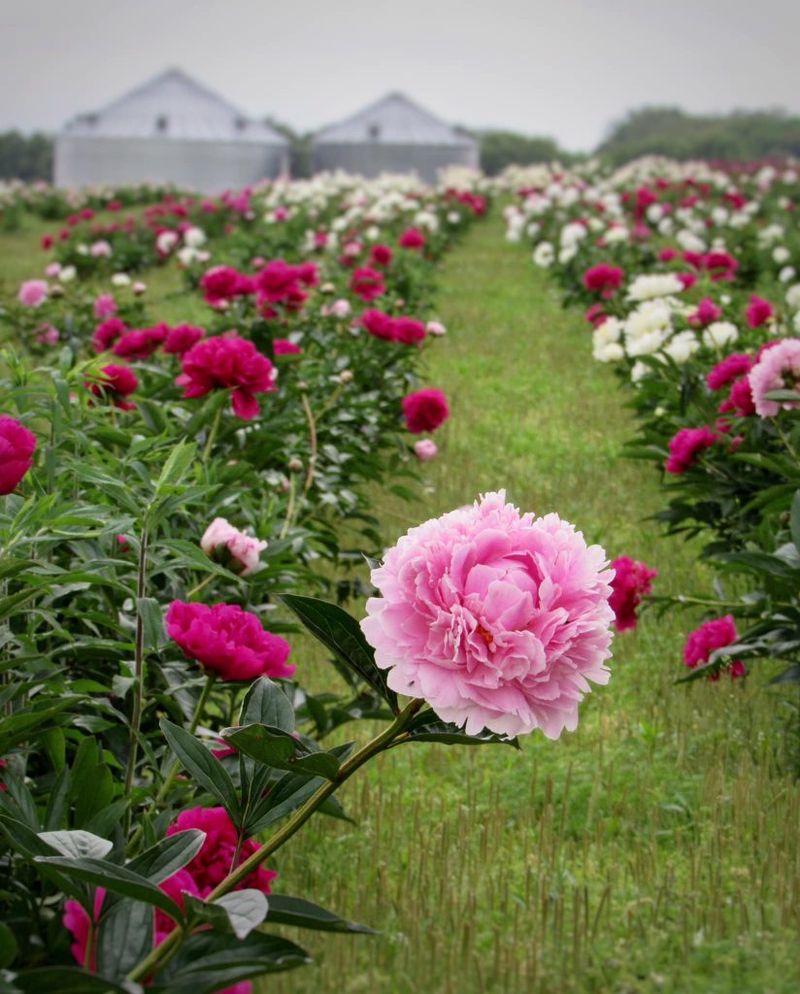Peony Hill Farm (Harrisburg)