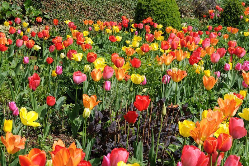 Walking the Rainbow Rows