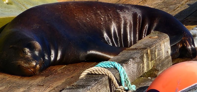 Pier 39 and Sea Lions