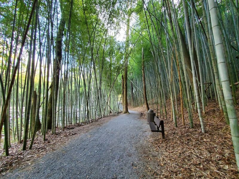 Wilderness Park Bamboo Forest (Prattville)