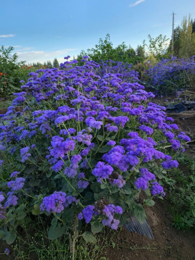 Fat Turnip Farms (Kingston)
