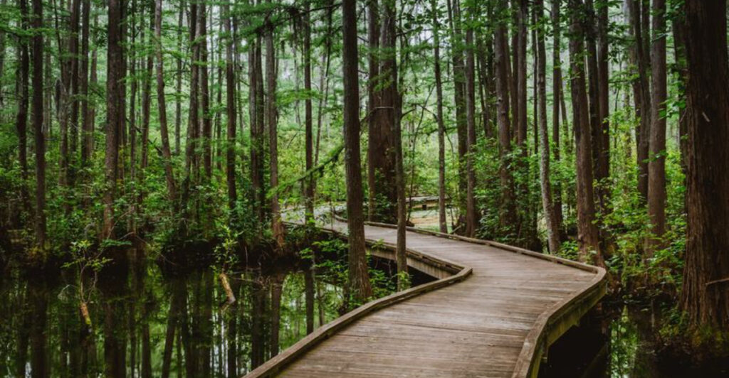 Step Into a Dream at These 10 Breathtaking South Carolina State Parks