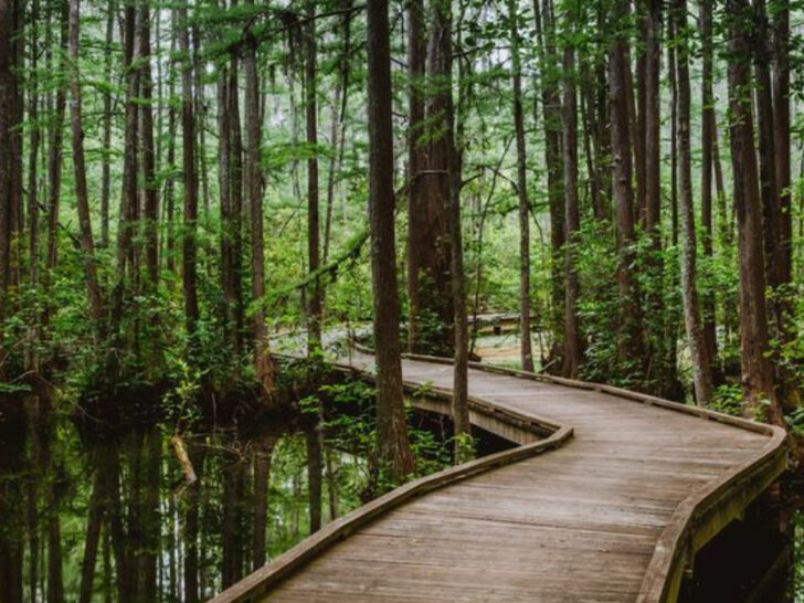 Step Into a Dream at These 10 Breathtaking South Carolina State Parks