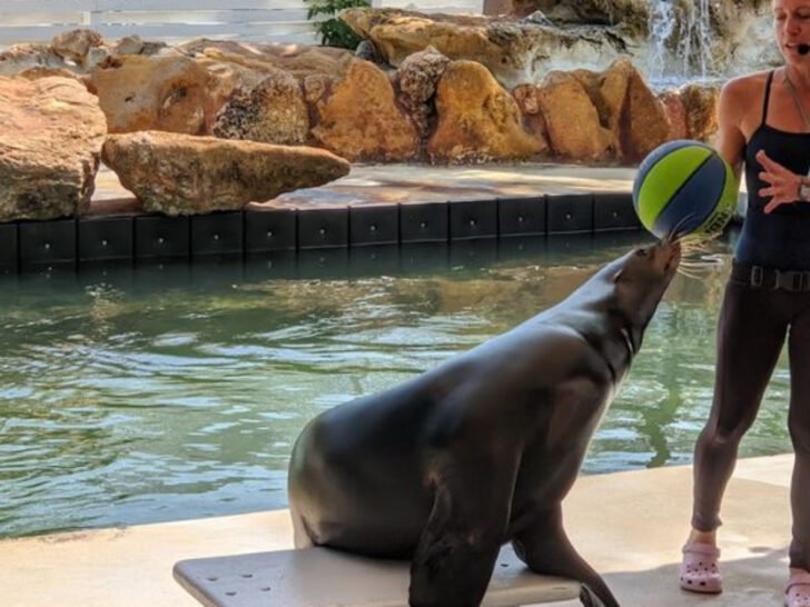 Swim With Dolphins in a Natural Saltwater Lagoon at This Classic 1946 Florida Keys Gem