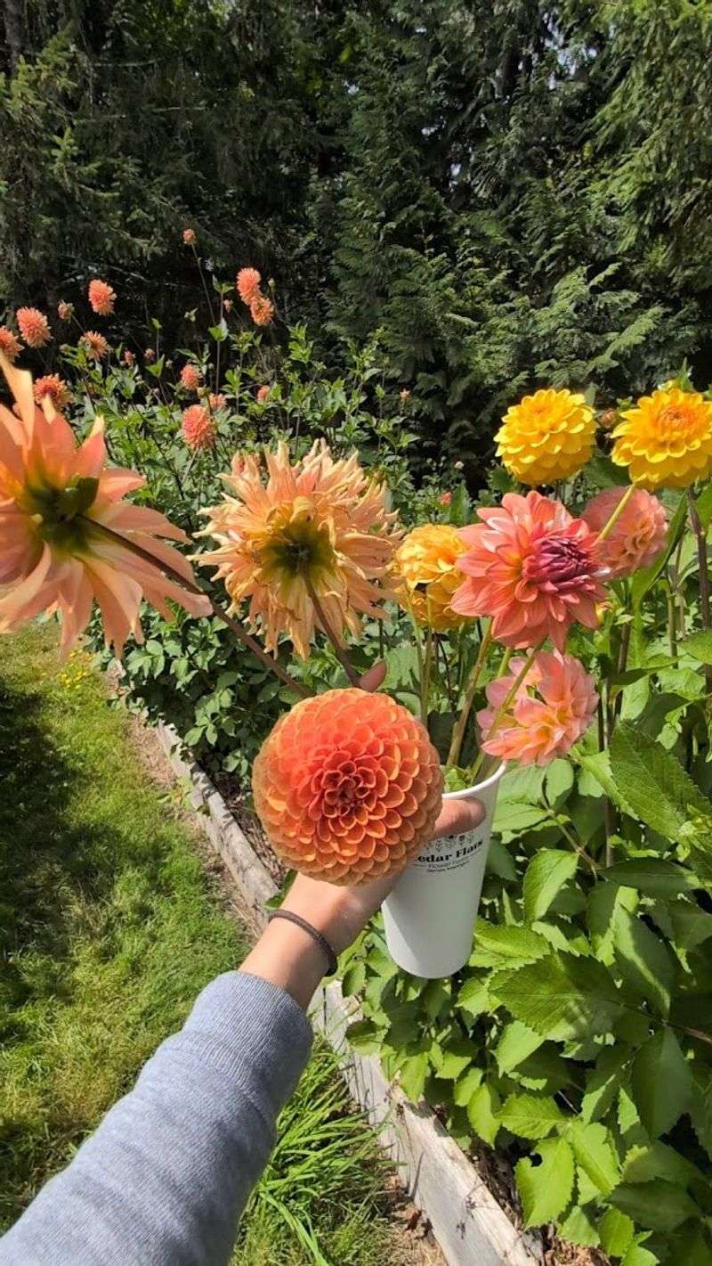 Cedar Flats Flower Farm (Olympia)
