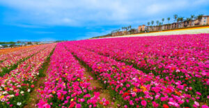 This 50-Acre Flower Field in California Is So Surreal, You’ll Think You’re Dreaming