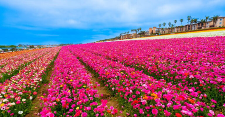 This 50-Acre Flower Field in California Is So Surreal, You’ll Think You’re Dreaming