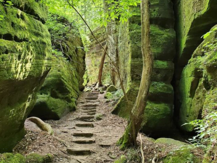 This Alabama Hideaway Lets You Explore a Hidden Mini Rainforest