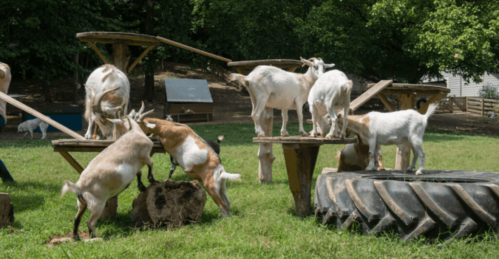 This Animal Sanctuary In Tennessee Offers Free Cuddles With Its Adorable Residents