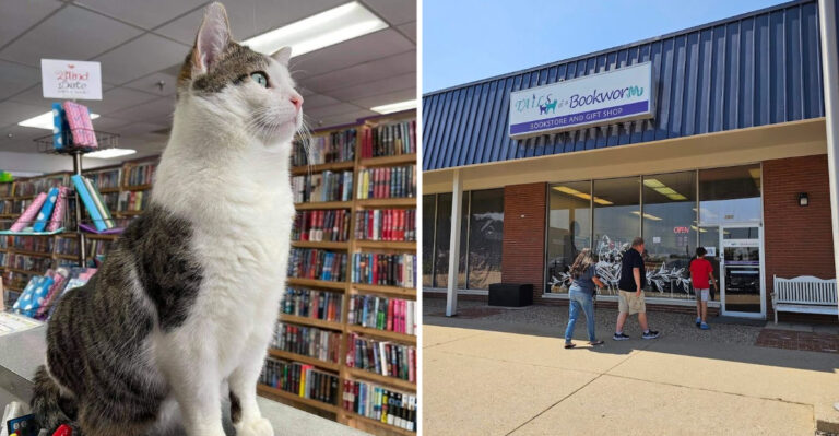 This Charming Bookstore in Illinois Combines Endless Aisles With Adorable Resident Cats