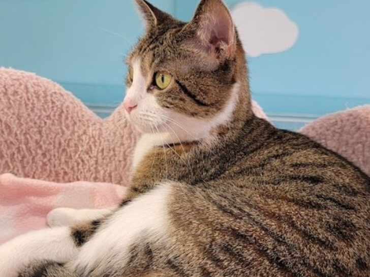 This Cozy Ohio Cat Cafe Lets You Sip Coffee While Cuddling Adorable Felines