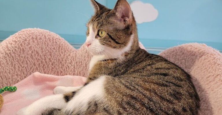 This Cozy Ohio Cat Cafe Lets You Sip Coffee While Cuddling Adorable Felines