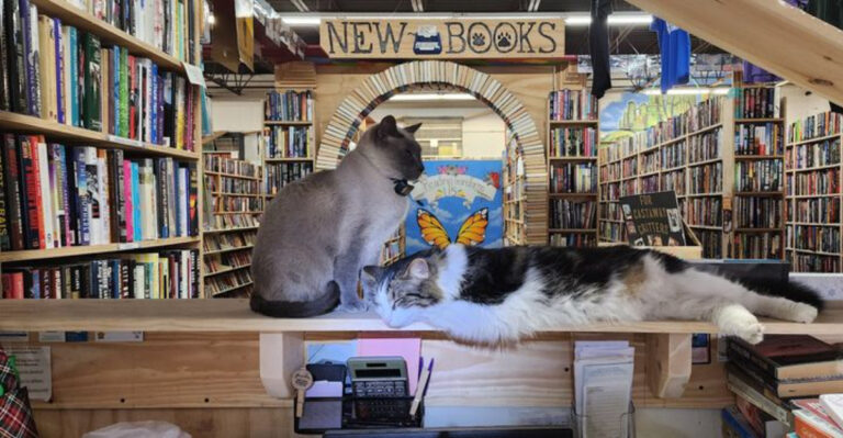 This Cozy Pennsylvania Bookstore Pairs Endless Aisles With Resident Cats