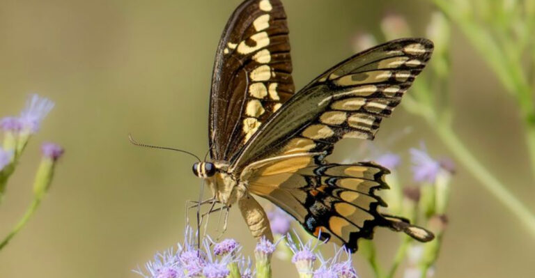 This Hidden Butterfly Sanctuary Has Recorded Over 240 Species