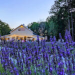 This Lavender Farm in North Carolina Smells Like Heaven on Earth