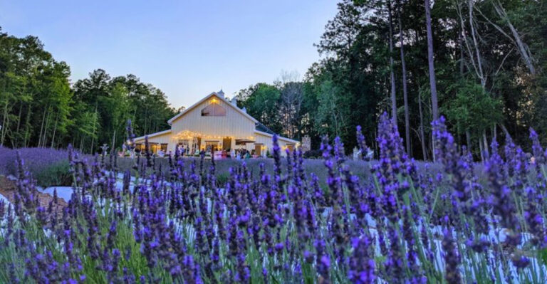 This Lavender Farm in North Carolina Smells Like Heaven on Earth