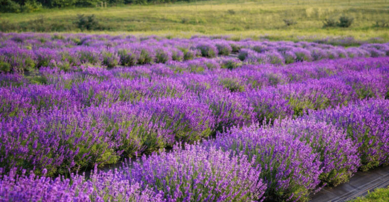 This Lavender Farm In Ohio Smells Like Pure Heaven On Earth