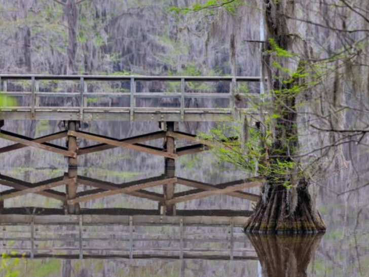 This Magical Texas Forest Looks Like It Came Straight Out of a Fairy Tale
