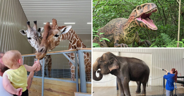 This Massive Ranch in Indiana Lets You Bathe Elephants, Feed Giraffes, and Zip Line Through 1,100 Acres of Rolling Forest