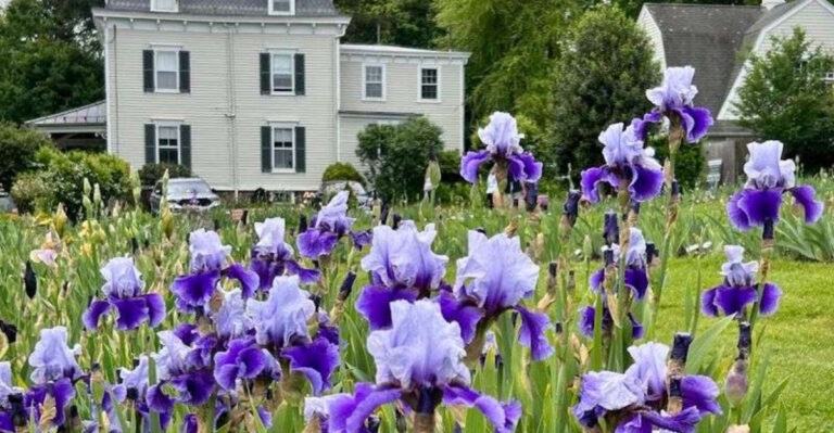 This Mesmerizing New Jersey Garden Erupts With 100,000 Irises Every Spring