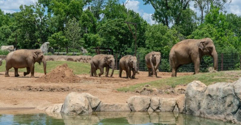 This Ohio Elephant Habitat Feels Like A Natural Wildlife Paradise