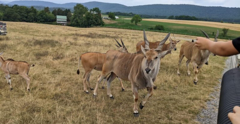 This Pennsylvania Safari Park Started Small But Now Showcases Over 1,000 Animals Across 150 Acres