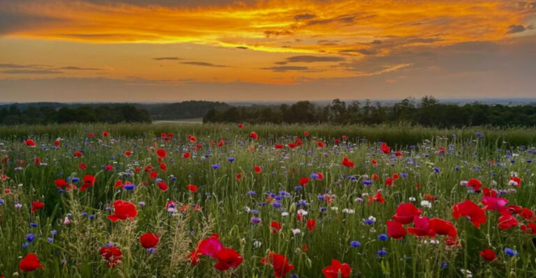 This Pennsylvania Wildflower Farm Looks Like a Painted Meadow You Can Stroll Through