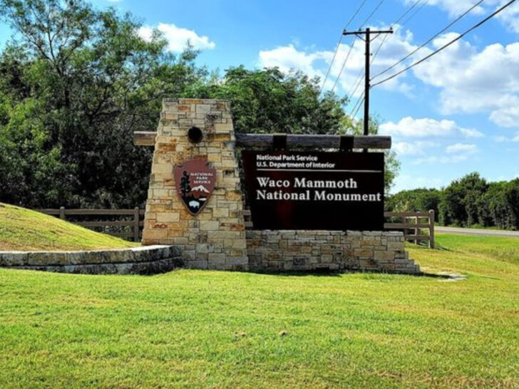 This Prehistoric Mammoth Herd Has Been Preserved for Thousands of Years in Texas