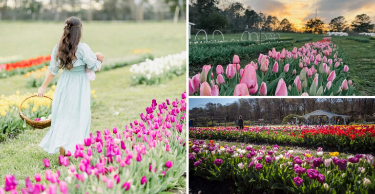 This Stunning Flower Field in Georgia Is So Picturesque, You’ll Think You’re in a Dream