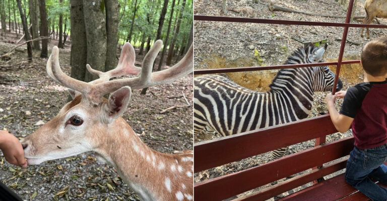 This Tennessee Animal Park Lets You Hand-Feed Animals In A Calm Setting