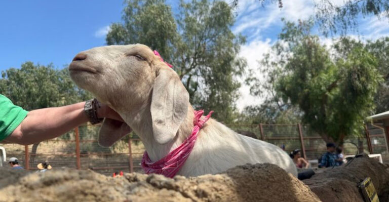 This Tennessee Animal Sanctuary Makes the Perfect April Day Trip