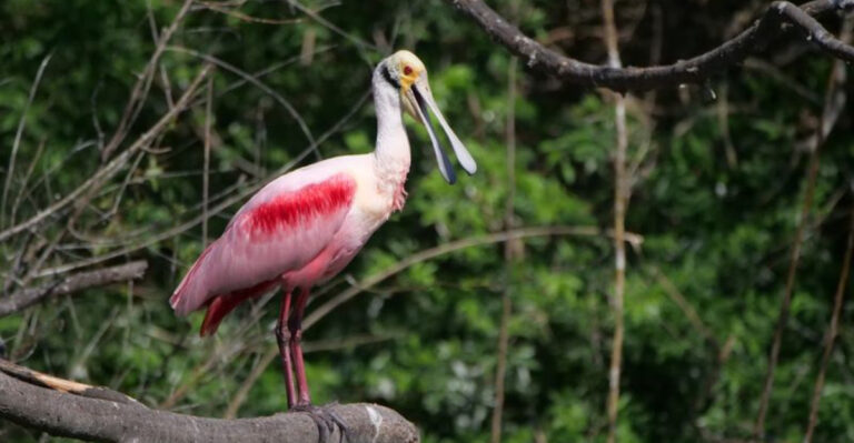 This Texas Coastal Sanctuary Lets You Watch Thousands of Migratory Birds in One Stop