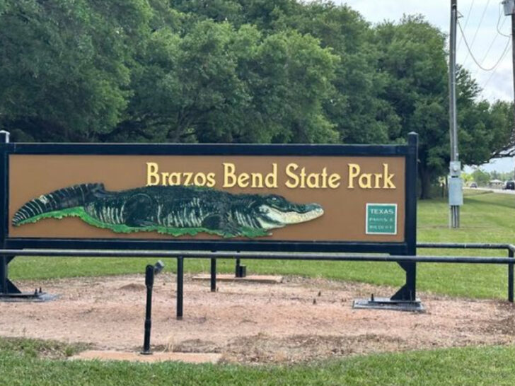 This Texas Park Is Packed with Hundreds of Wild Alligators