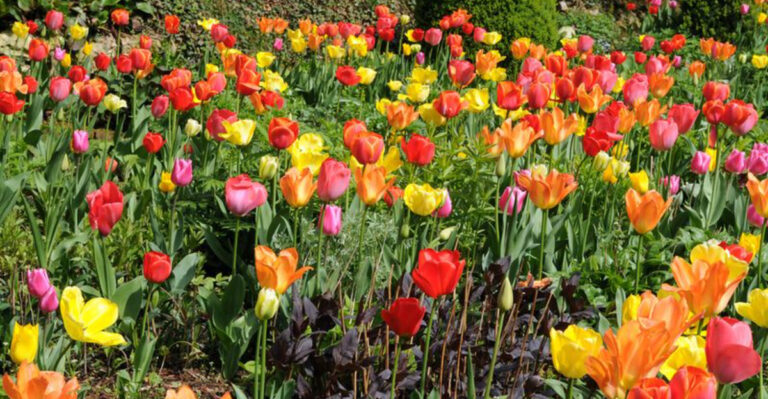 This Tulip Farm in North Carolina Feels Like a Rainbow You Can Walk Through