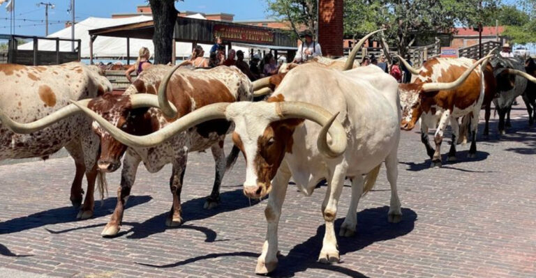This Twice-Daily Texas Cattle Drive Feels Like Stepping Into the Old West