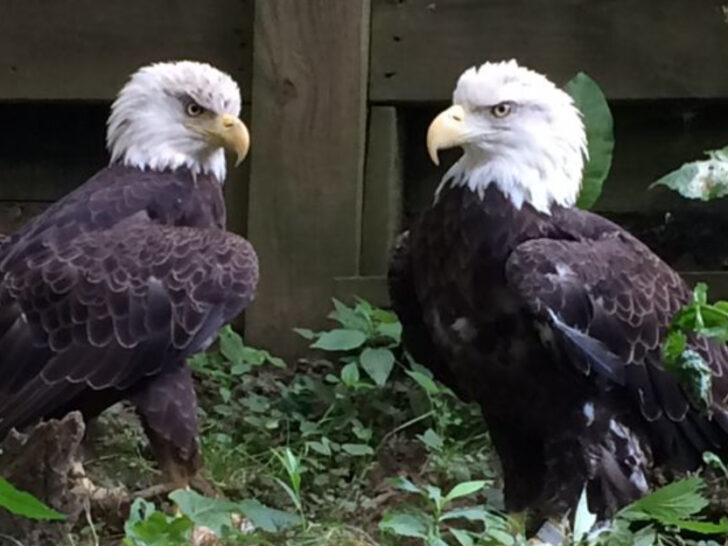 This Underrated Ohio Sanctuary Is Filled With Stunning Birds And Remarkable Stories