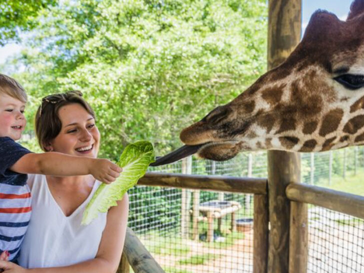 This Unique Alabama Wildlife Ranch Brings You Close to Gentle Giants