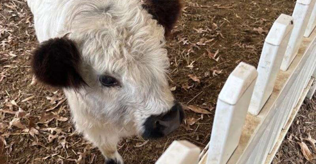 This Virginia Beach Farm Lets You Snuggle Mini Highland Cows-and It’s Just as Adorable as It Sounds