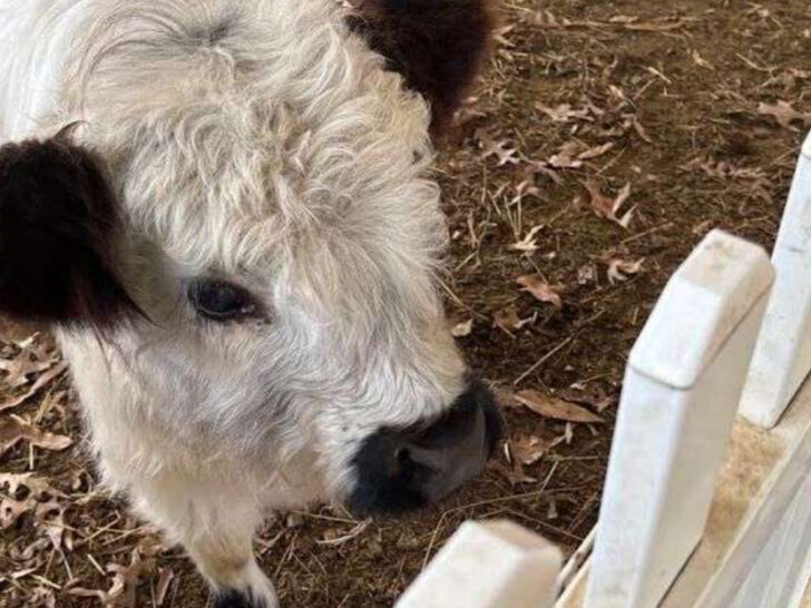 This Virginia Beach Farm Lets You Snuggle Mini Highland Cows-and It&rsquo;s Just as Adorable as It Sounds