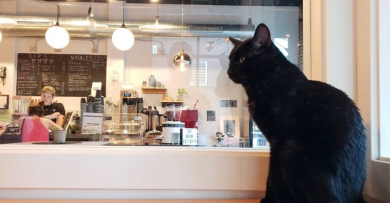 This Wisconsin Café Lets Rescue Cats Wander Freely While You Enjoy Your Drink