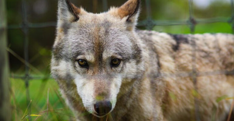 This Wolf Sanctuary In Pennsylvania Lets Visitors Get Closer To Wolves Than Anywhere Else