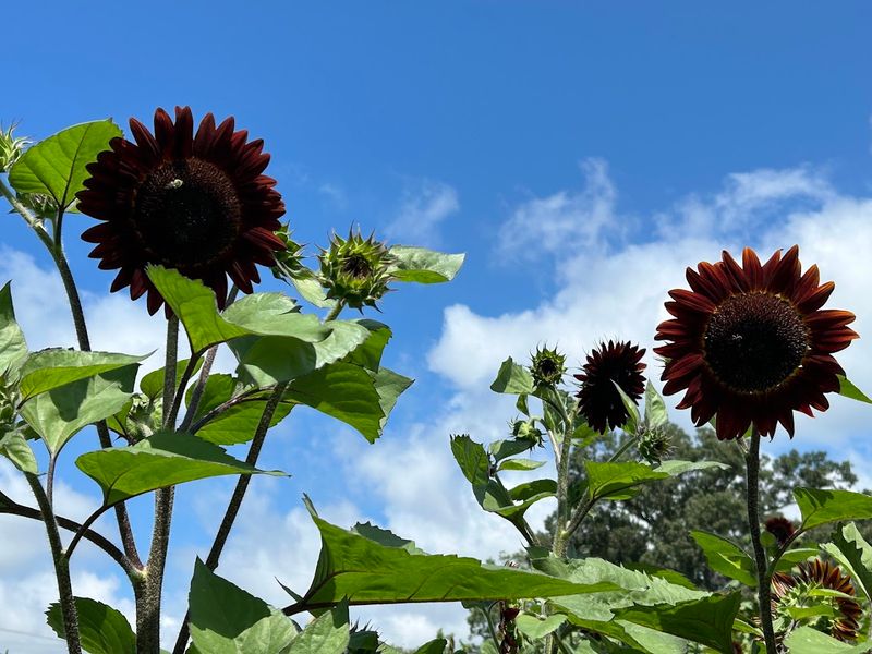 Sunflower Days and Zinnia Trails