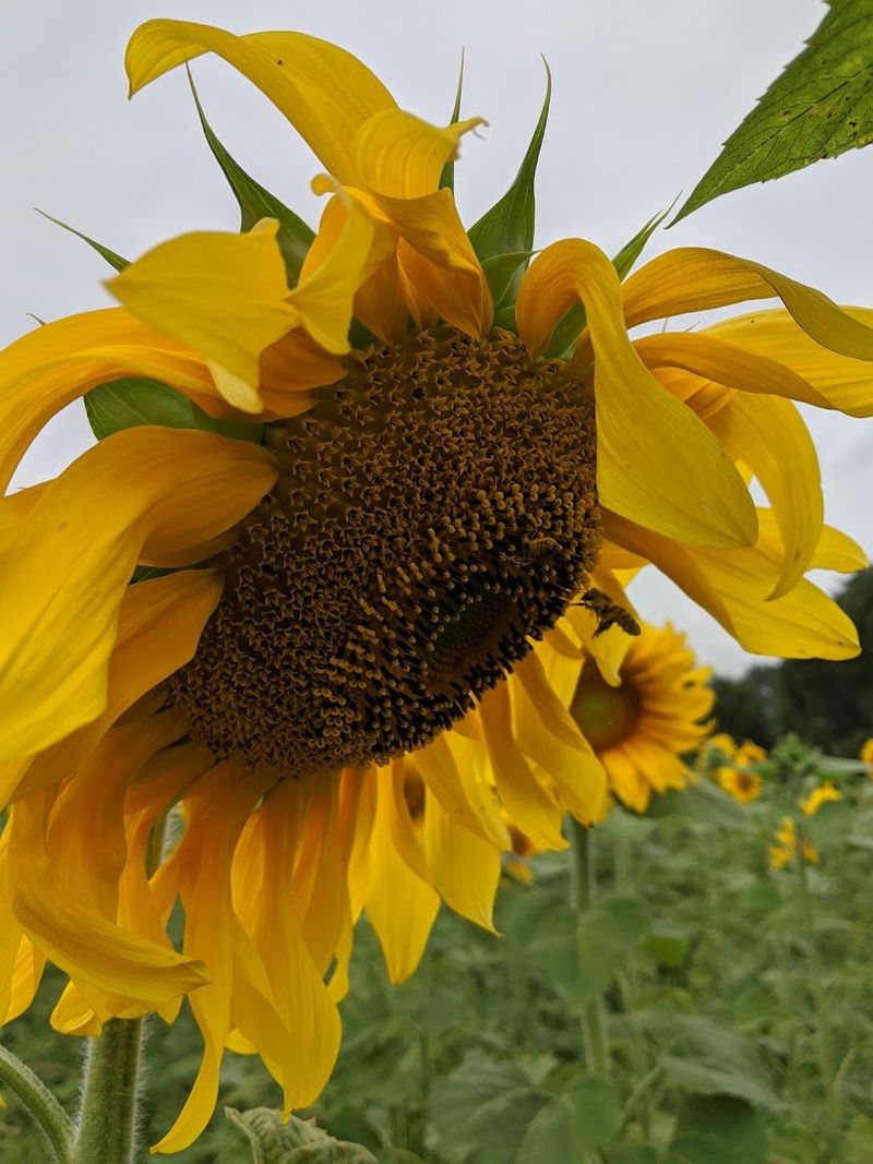 Whistling Train Farm (Kent)